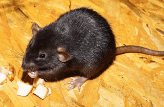 Rat Infestation in Singapore – Greencare Pest Control & Cleaning