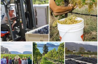 BC Wine Harvest 2026: A Record-Early Start, Promising Fruit and a Complicated Vintage