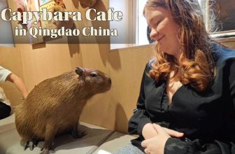 Capybara Cafe in Qingdao China