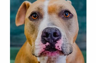 A Stola Story – Oh My Dog!