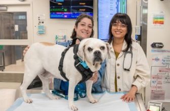 National Veterinary Technician Week 2026: Every Tech Is an Expert