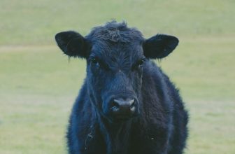 Bull Rider Dies After Being Injured at Ohio Rodeo