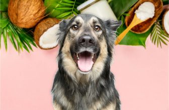 Key Benefits of Coconut Oil for Dogs