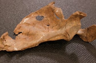75,000-Year-Old Neanderthal Wound Points to a Wooden Spear