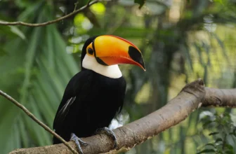 Brazil leads agreement to begin international wildlife-crime talks