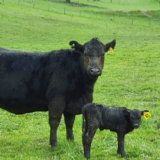 Avoid feeding risks this winter — RaynerAg