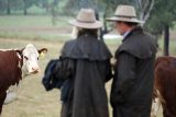 What reader comments has taught me about breeding data — RaynerAg