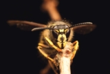 Not All Stingers Are Created Equal — A Guide to Stinging Insects in North Carolina