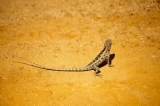 Channeled Messages from Lizard for All!