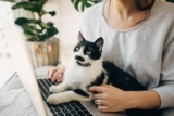 Dosage Calculator And Cat CBD Usage Guide