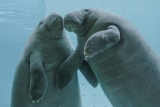 Clearwater Marine Aquarium Welcomes Manatees Axle and Gilbert for Next Stage of Rehabilitation