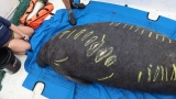 Manatee Tracking – Gambino – Clearwater Marine Aquarium