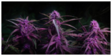 It’s Time Cannabis sativa L – Anavii Market