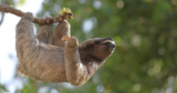 The soy industry just gutted the Amazon’s best protection – The Understory