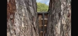 Texas Pecan Tree Cabling & Bracing for Codominant Stems | Roanoke, Texas