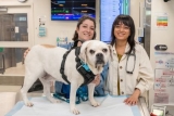 National Veterinary Technician Week 2026: Every Tech Is an Expert