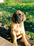 When Should You Spay or Neuter a Mastiff? [2026 Guide]