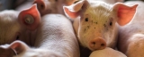 Five ways you can help farmed animals right now