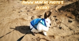 Carma Poodale : Pawparazzi time again!