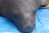 Manatee Tracking – Cannonball – Clearwater Marine Aquarium