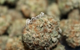 Trends We Expect to See in Canadian Cannabis 2023