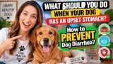 What Should You Do When Your Dog Has An Upset Stomach? How To Prevent Dog Diarrhea