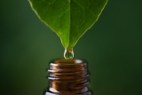 Essential Oils for Microbiome Balance: Clinical Applications