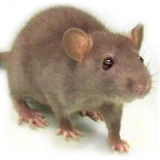 Can Mice Squeeze Under Doors? Entry Points & Prevention Tips