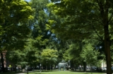 Portland Oregon Tree Pruning and Care