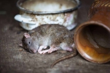 Rats in Singapore – Greencare Pest Control & Cleaning